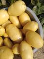 Картофель молодой отборный крупный