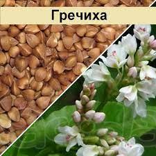 Реализуем Гречиху. качество ГОСТ